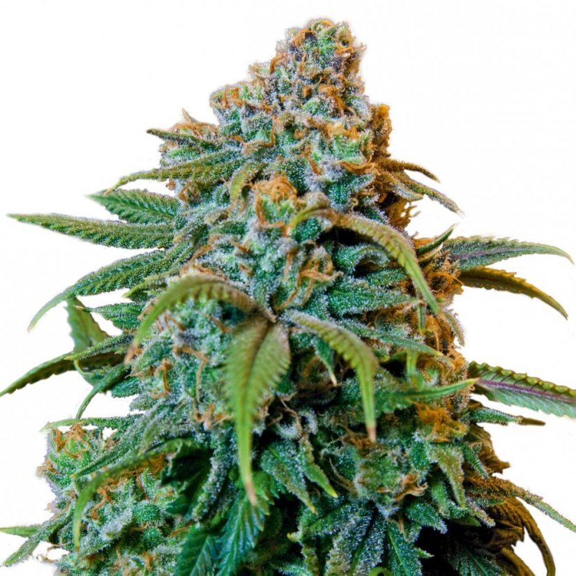 Liberty Haze - feminisierte Samen 10 Stück Barney's Farm