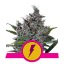 North Thunderfuck - feminizovaná semienka 3 ks Royal Queen Seeds