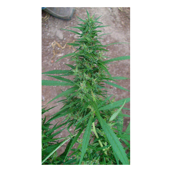 Angels Breath - 18 ks (Mango Haze x Afghan Haze) štadnardizovaná semienka Mr. Nice