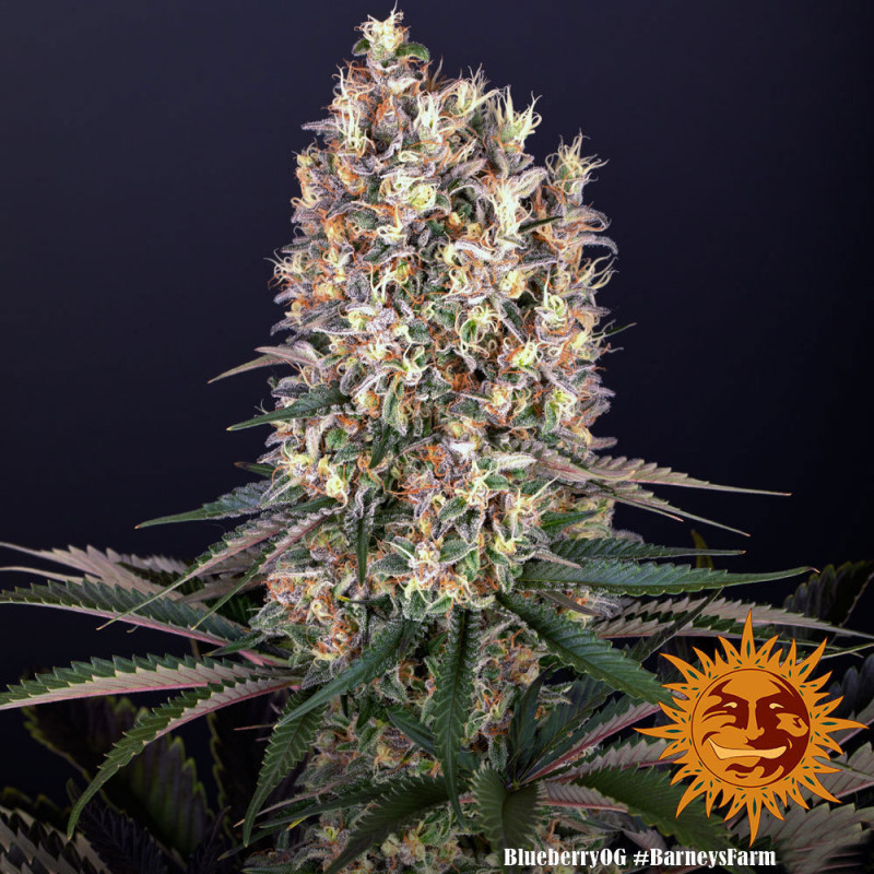 Blueberry OG - feminizované semena marihuany 10 ks Barney´s Farm