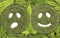 What causes stress to a plant and how to recognize it?
