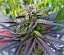 Purple Ghost Candy - feminizované semienka konope 5 ks, Seedsman