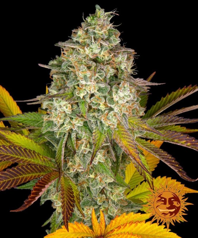 OG Kush Auto - samonakvétacie semená, 10 ks, Barneys Farm