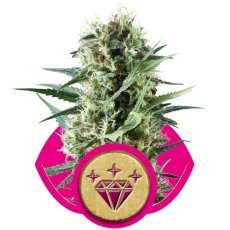 Special Kush n. 1 - feminizovaná semínka 10 ks Royal Queen Seeds