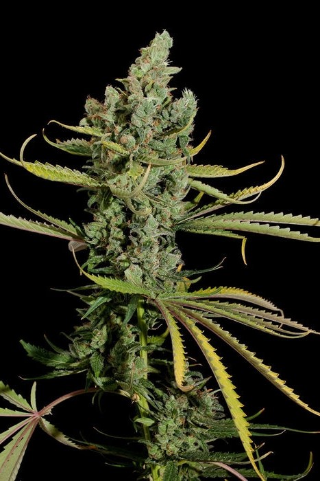 Ser - 5 feminizowanych nasion Dinafem