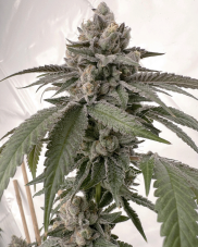 Solfire Gardens G Ride nasiona feminizowane, 6 szt.