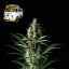 The White OG - feminisierte Cannabis-Samen 10Stck, Seedsman