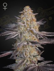 Super Lemon Haze x RS11 Feminisierte Samen - 3