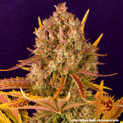 Dos Si Dos Auto - autoflowering semená marihuany 10 ks Barney´s Farm