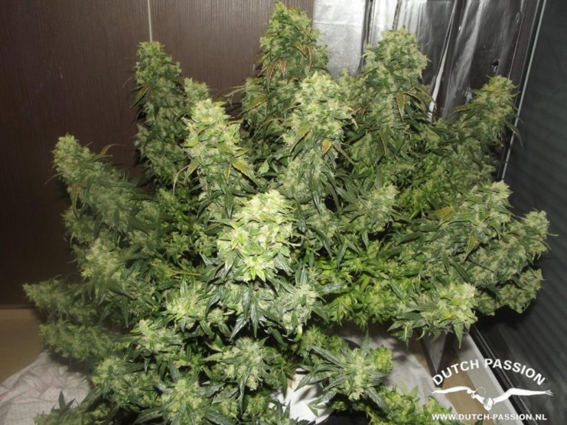 AutoDurban Poison®- samonakvétací semínka 7ks Dutch Passion