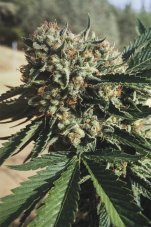 Humboldt Seeds Sapphire OG feminizované semená