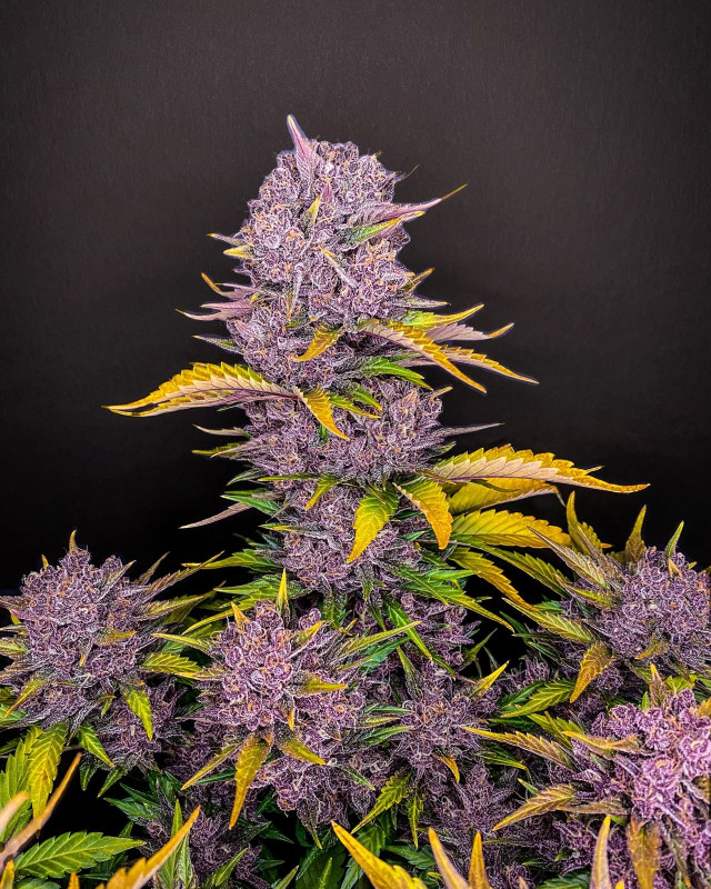 Purple Lemonade Auto  - samonakvétací semena marihuany 10 ks Fast Buds