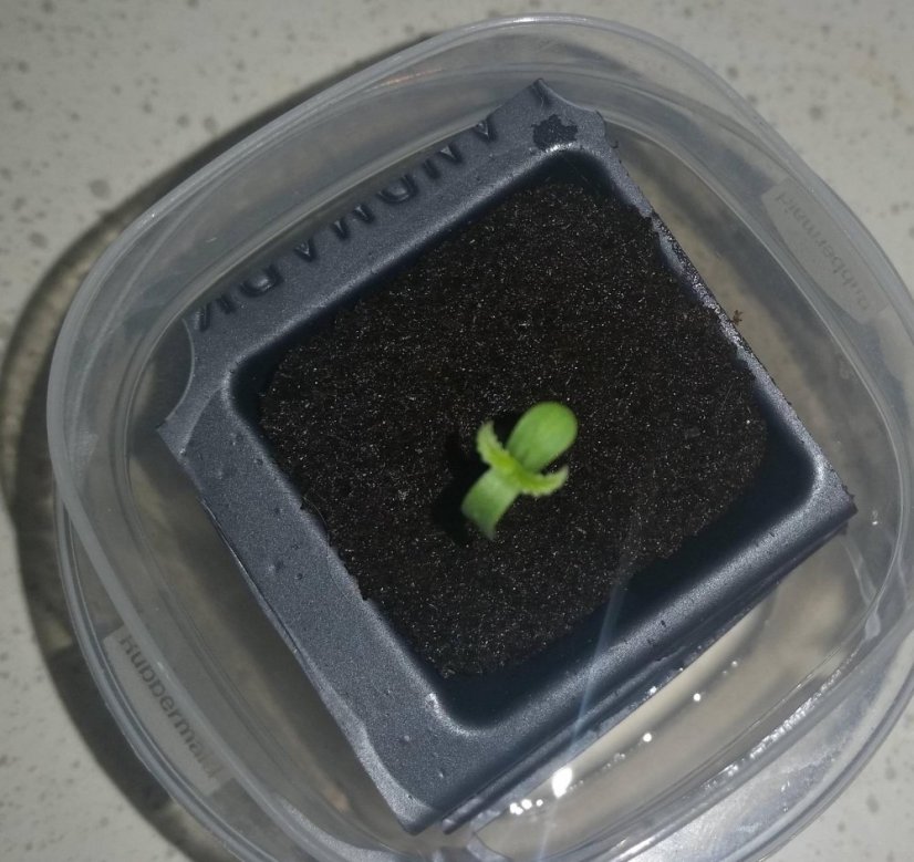 Blue Dream Auto - fem. a samonakvétací semienka 3ks Humboldt