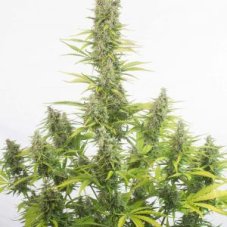 Amnesia Autoflowering CBD - fem. and autoflowering seeds 5pcs Dinafem