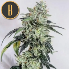 Blimburn Seeds OG Kush feminisierte Hanfsamen