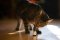 CBD for Cats: Is it Safe and What Dosage to Choose?