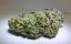 Lost Coast OG - feminizovaná semienka 3ks Humboldt