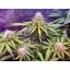 Northern Light - 10 fem. i Seeds of Fair Seeds