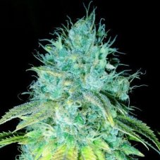 Emerald Triangle Sour Puss feminizovaná semena