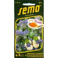 Borage (Borago officinalis)