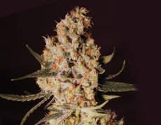 Jamaican Dream - feminized seeds 9 pcs Eva Seeds