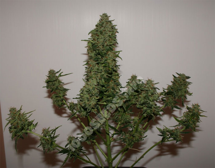 Ice Cool - Nasiona feminizowane 3 szt. Sweet Seeds