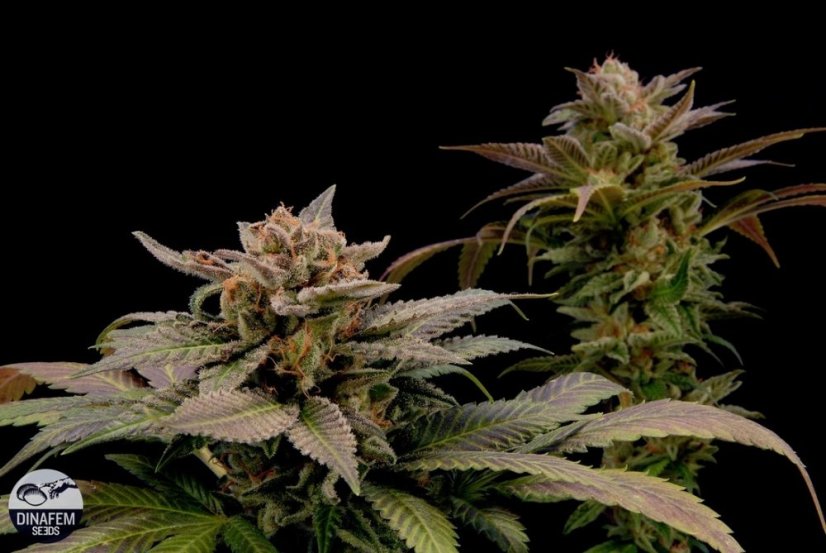 Blue Widow 10 ks feminizované semienka Dinafem