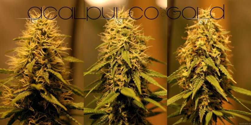 Acapulco Gold – feminizovaná semínka 5ks Barney´s Farms