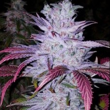Ethos Genetics Early Lemon Berry Rbx feminisierte Samen