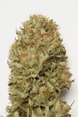 Blue Dream Auto - fem. a samonakvétací semienka 5ks Humboldt