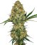 Hindu Kush - феминизирани семена 5 бр Sensi Seeds
