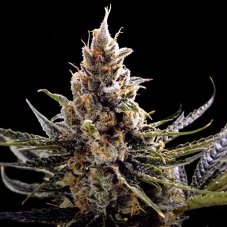 24k Gold - 3 Feminized DNA Genetics Seeds