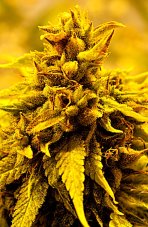 Delta 9 Labs Kopasetic Kush nasiona feminizowane