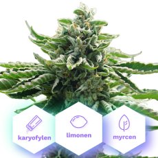 Gorilla Glue - gefeminiseerde zaden 3 st Cannapio