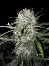BCN Critical XXL samonakvétací semena 5 ks Seedstockers
