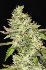 Mamiko Seeds Sour Cookies feminizowane nasiona