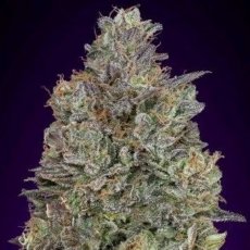 Critical Purple Kush Feminizowane Nasiona