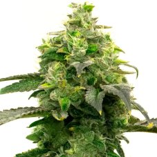 BlimBurn Seeds Hellfire OG by Steve DeAngelo feminizované semená