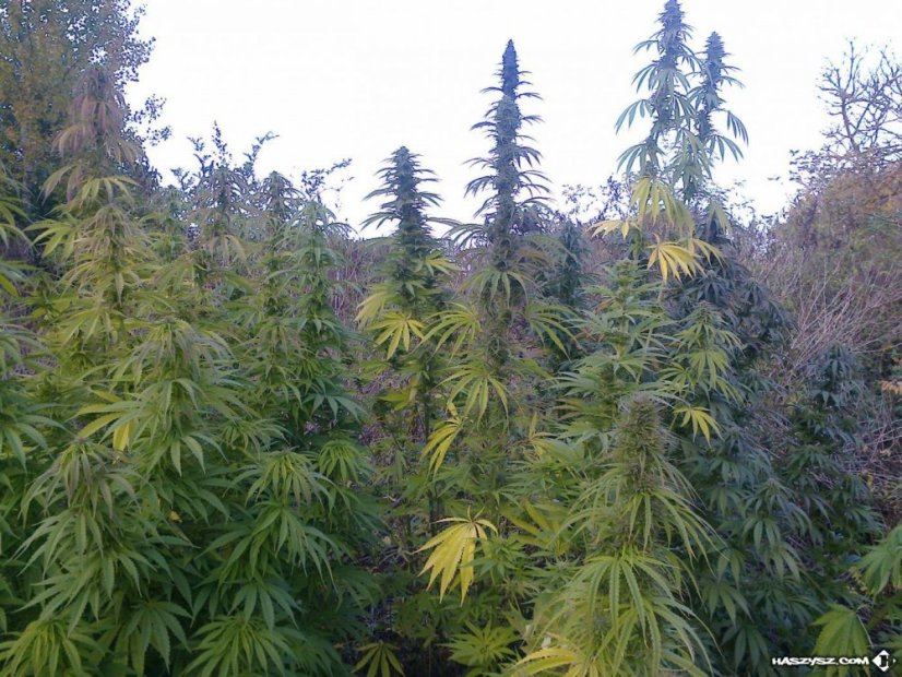 Durban 10 ks štandardizované feminizované semená Sensi Seeds