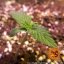 Glue Gelato Auto - automatycznie kwitnące nasiona marihuany 3 szt. Barney´s Farm