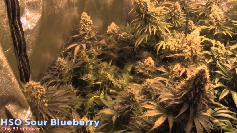 Sour Blueberry - feminizovaná semienka 3ks Humboldt