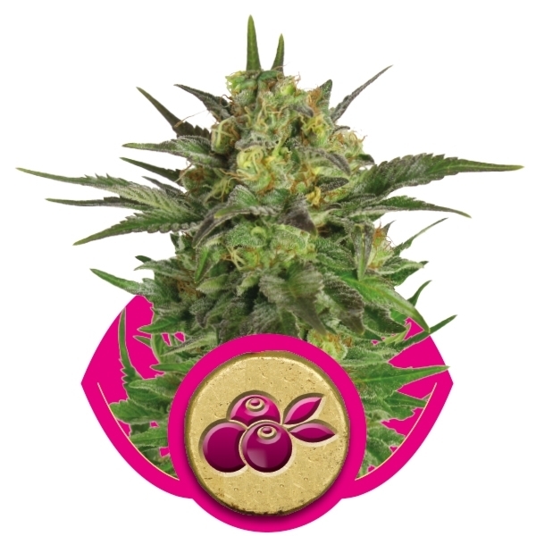 Haze Berry - feminizovaná semena 10 ks Royal Queen Seeds