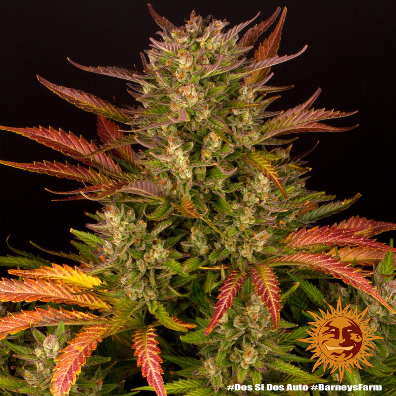 Dos Si Dos Auto - autoflowering semena marihuany 5 ks Barney´s Farm