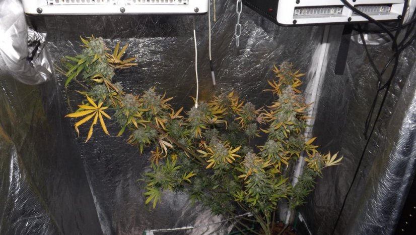Blue Dream Auto - fem. a samonakvétací semienka 3ks Humboldt