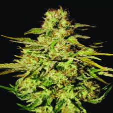 Jacky White - 10 feminizowanych nasion Paradise Seeds