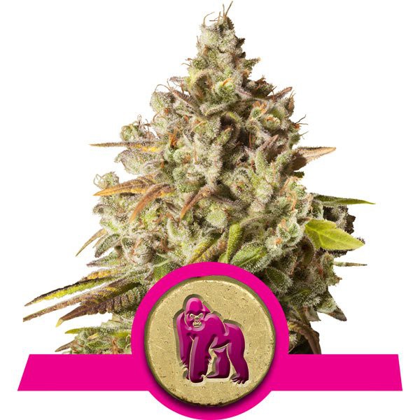Royal Gorilla - feminizirano sjeme 3 kom Royal Queen Seeds