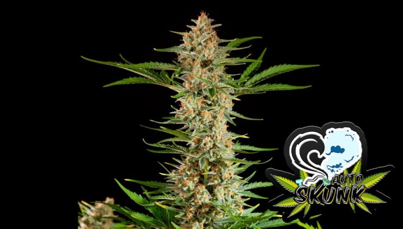 Original Skunk Auto Feminizowane Nasiona - 5