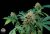 Shark Attack - 10 pieces of feminized Dinaf seeds