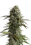 Original Skunk Auto Feminizowane Nasiona - 5
