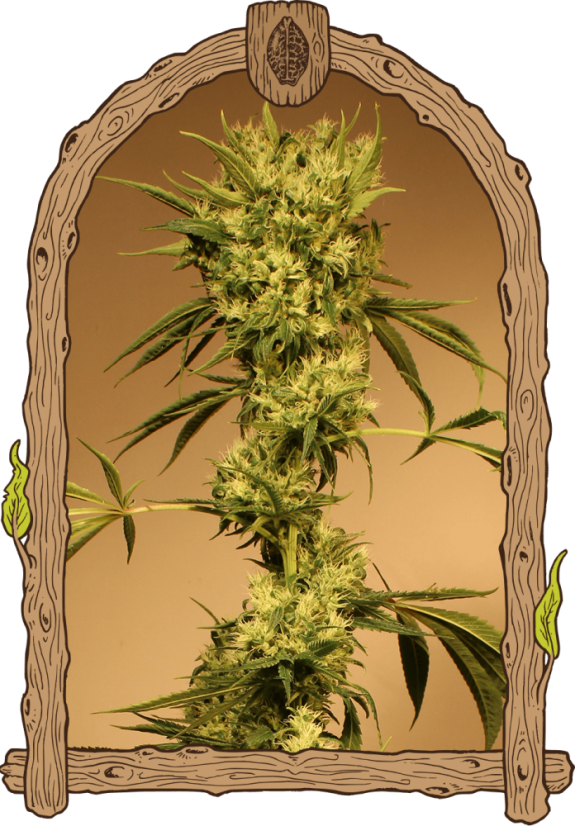 White Jewel - feminizované semená, 10 ks, Exotic Seed